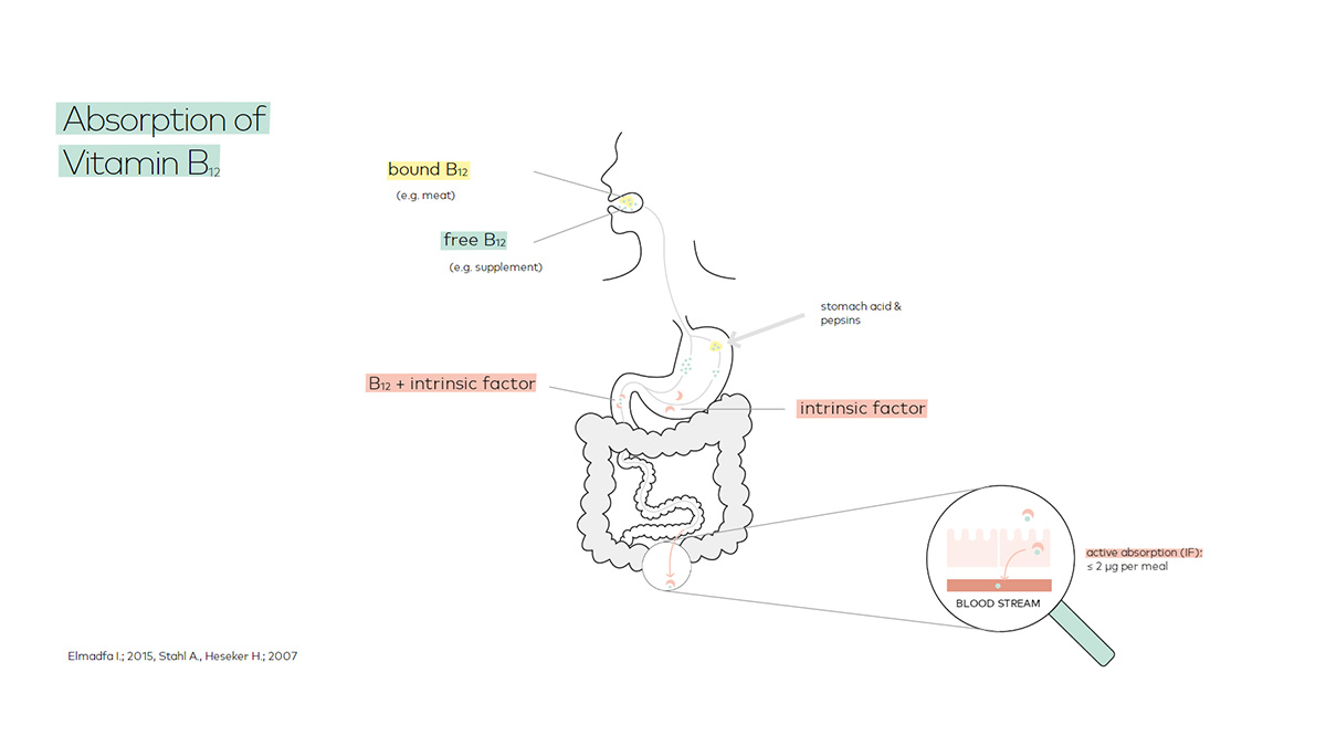 Absorption of vitamin B12
