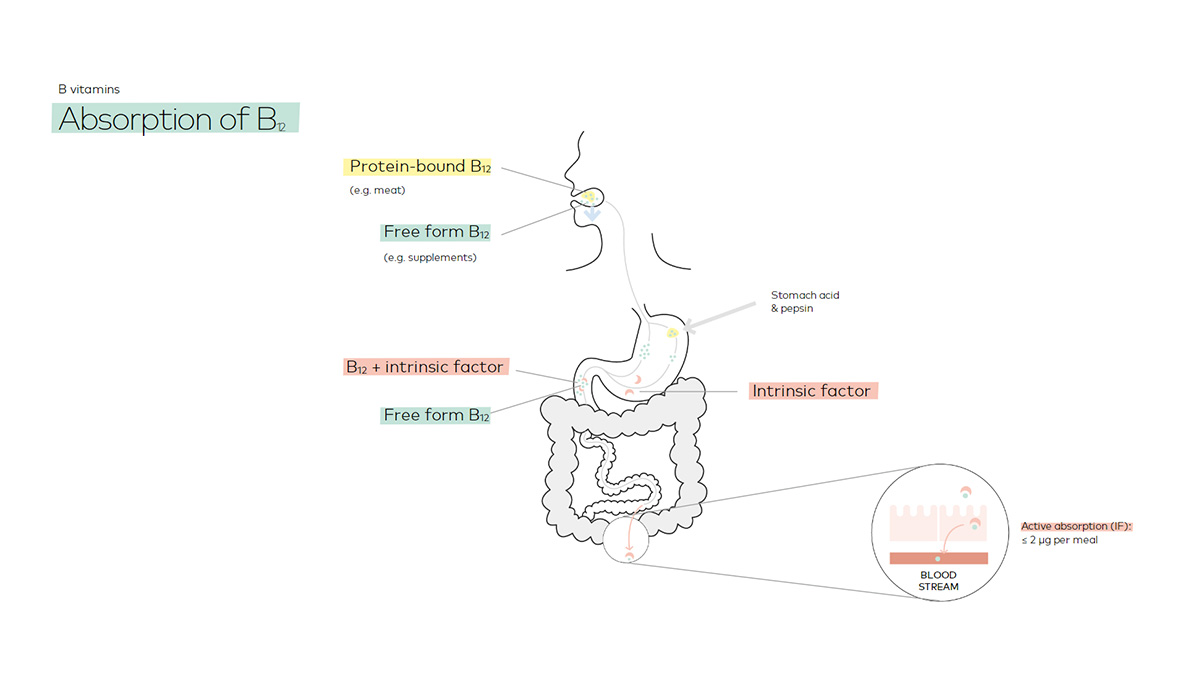 Absorption of B12