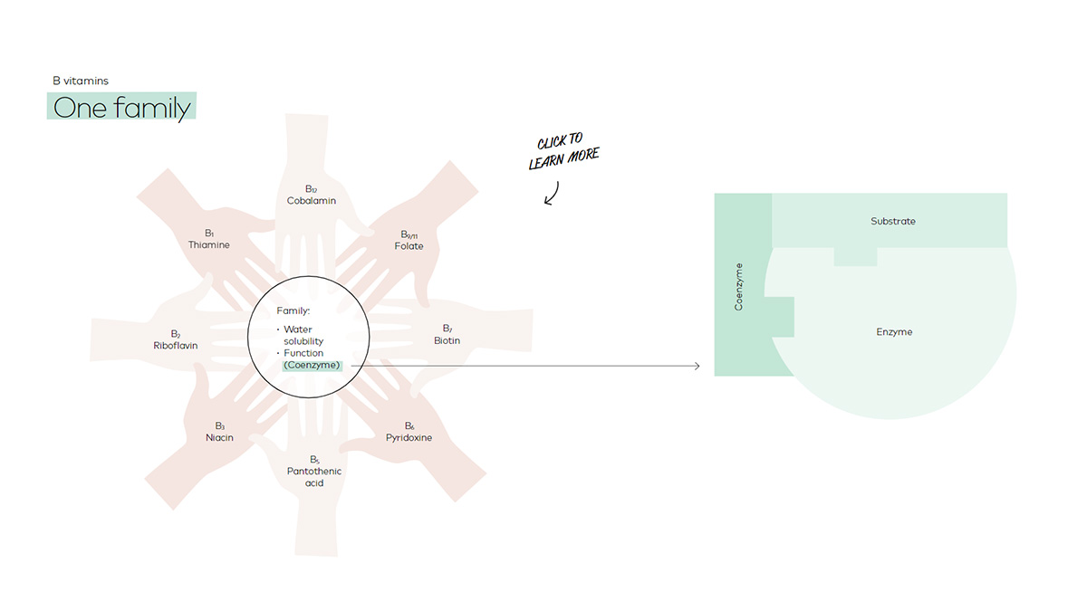 B vitamins one family