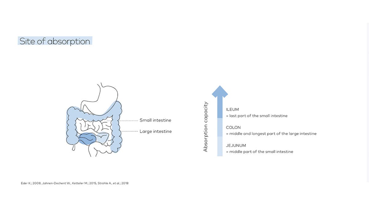 Site of absorption