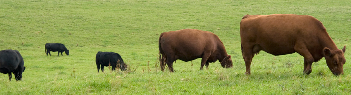 Brown cow graze grass in a green pasture.