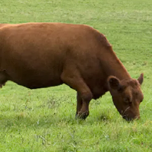 Brown cow graze grass in a green pasture.