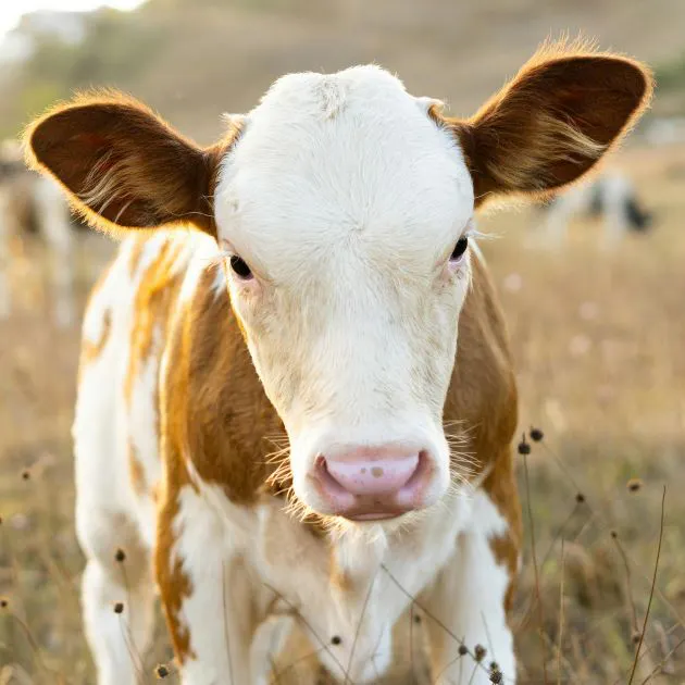 A cream and brown speckled baby cow with a pink nose gazes into the camera.
