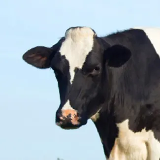 A black and white Holstein dairy cow against a blue sky behind it.