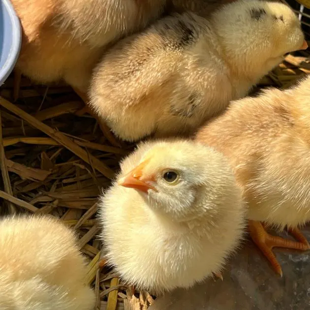 Small yellow baby chicks with orange beaks gathered together on a bed of straw.