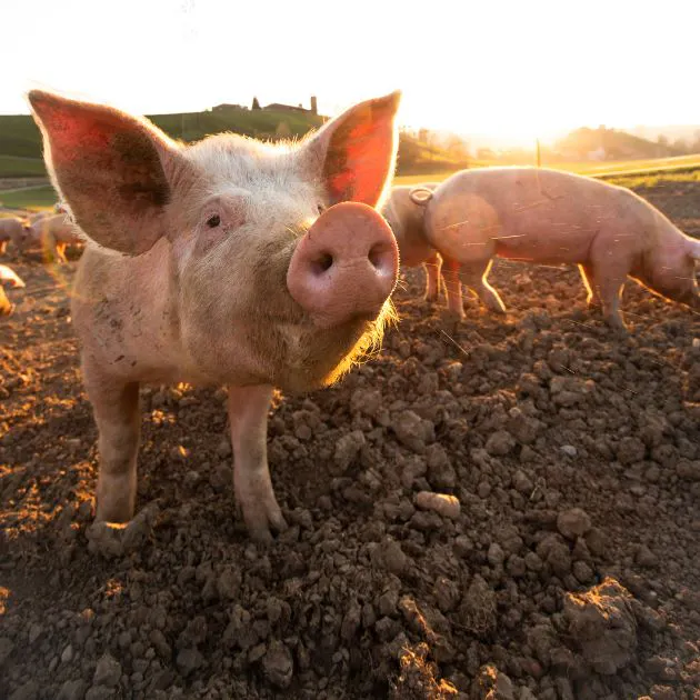 Two pigs standing in soil as the sun sets behind them.