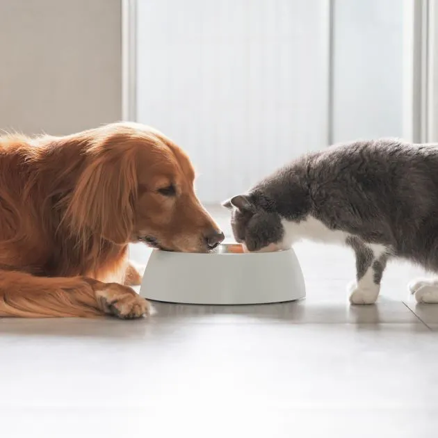 A golden retriever dog and a grey and white cat share a white bowl of food.