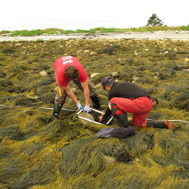 Two people in red and black clothing harvesting seaweed on a grey rainy day.