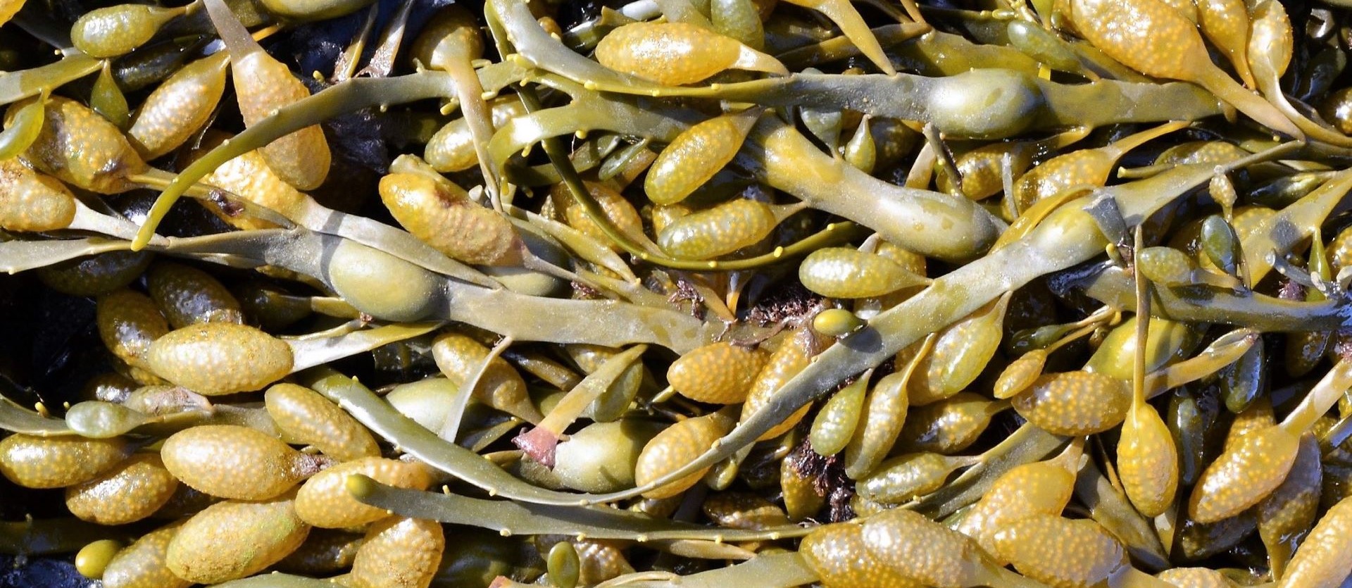 A close up view of ascophyllum nodosum seaweed.