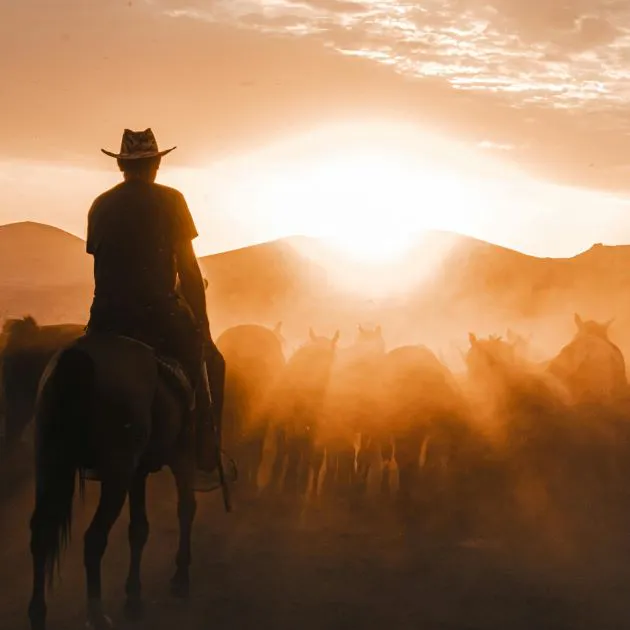 A person on horseback herding more horses off into the sunset.