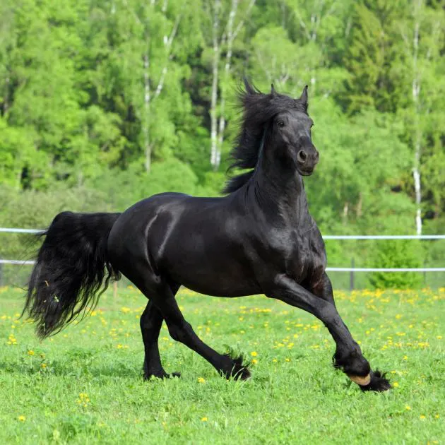 A black horse with flowing mane and tail runs in a green field