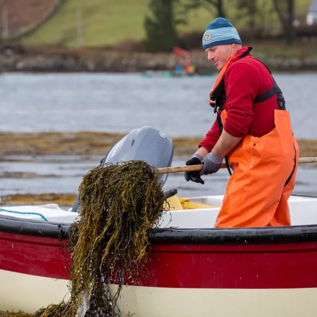 A person in a small boat on the water, raking seaweed from the water into the boat.