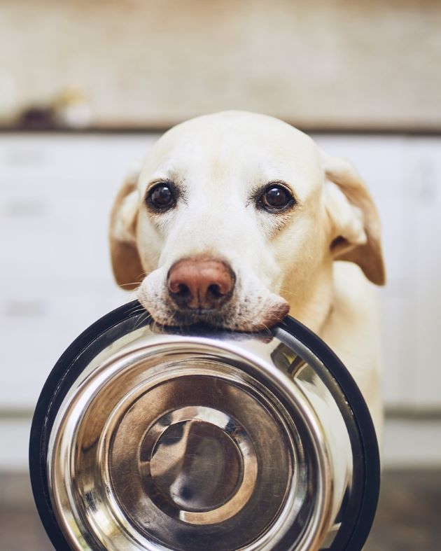 A cute yellow lab sitting down holding an empty silver food bowl in its mouth.