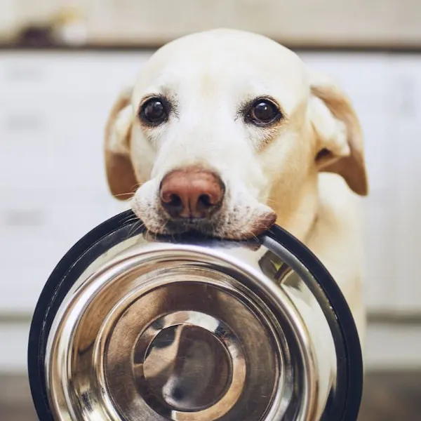 A cute yellow lab sitting down holding an empty silver food bowl in its mouth.