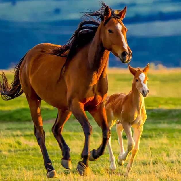 A brown mother horse runs beside a small brown foal in a green pasture.