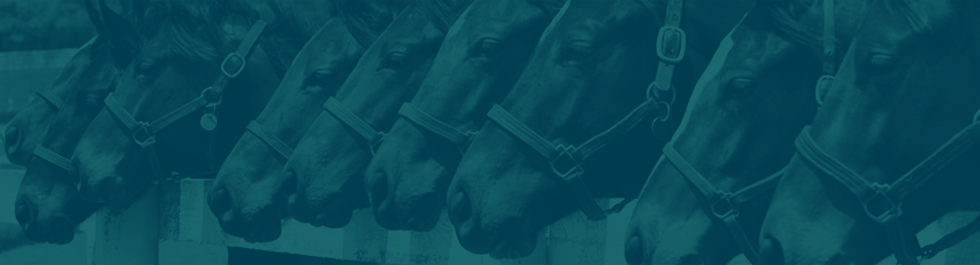 Nine brown horses are lined up along a white fence looking off in the distance.