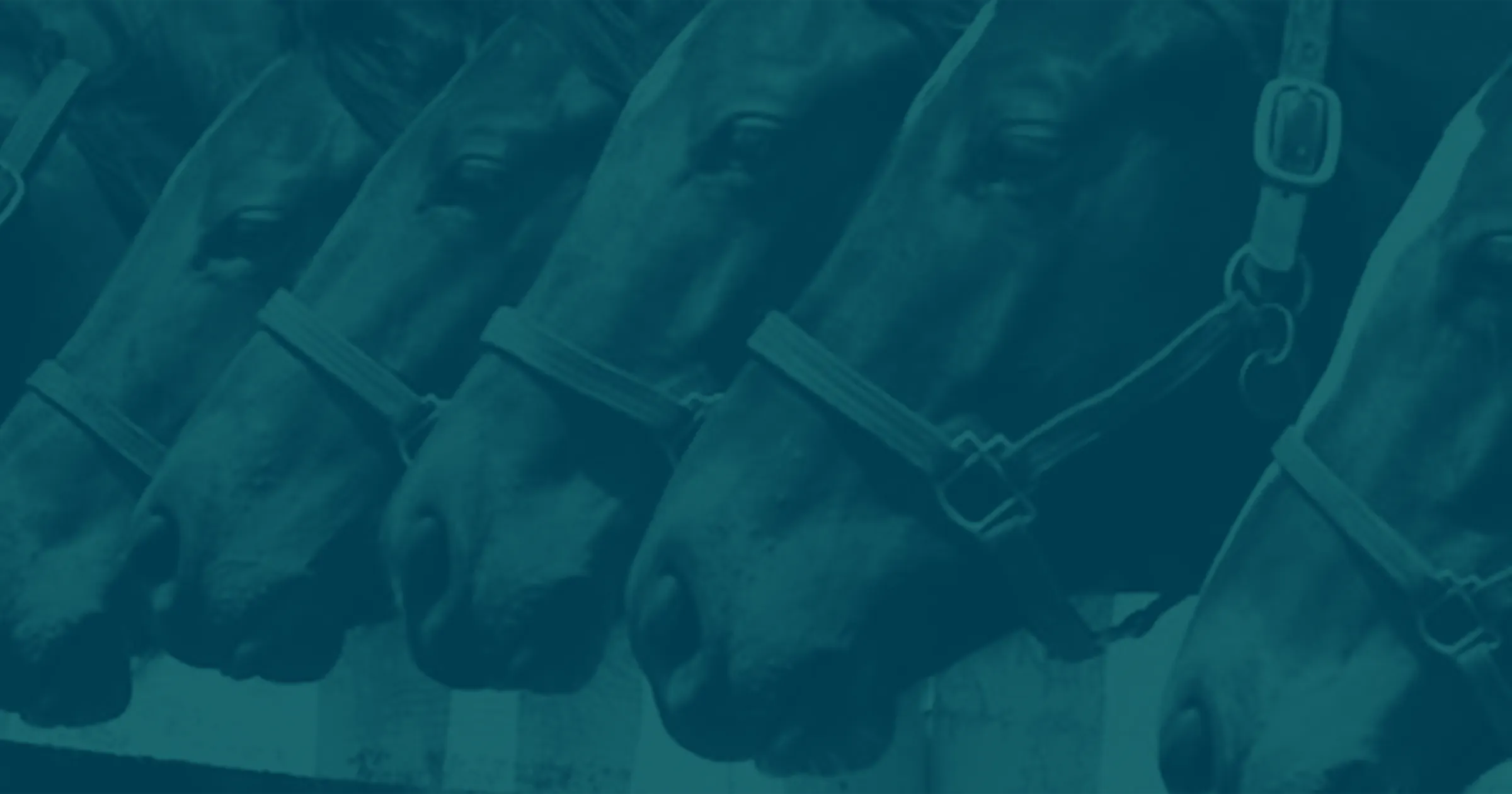 Nine brown horses are lined up along a white fence looking off in the distance.