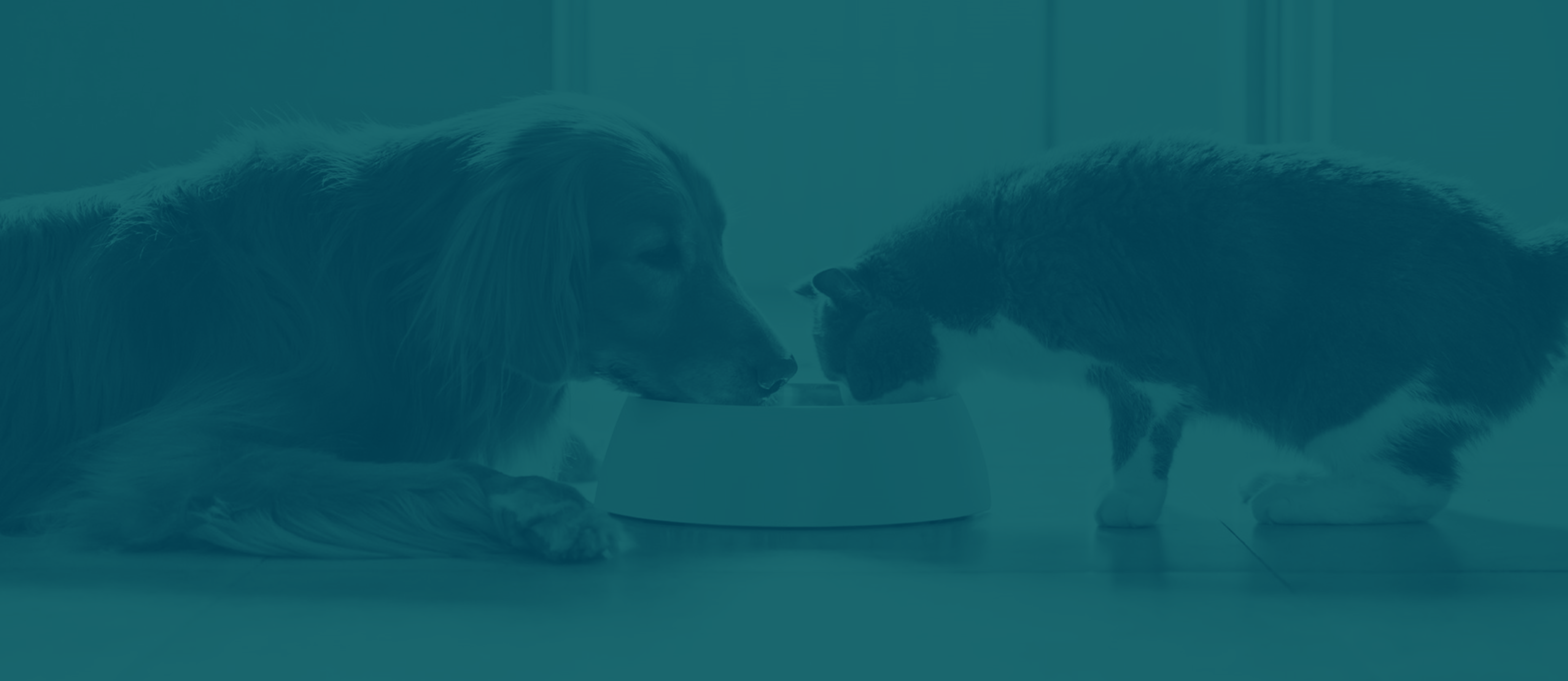 A golden retriever dog and a grey and white cat share a white bowl of food.