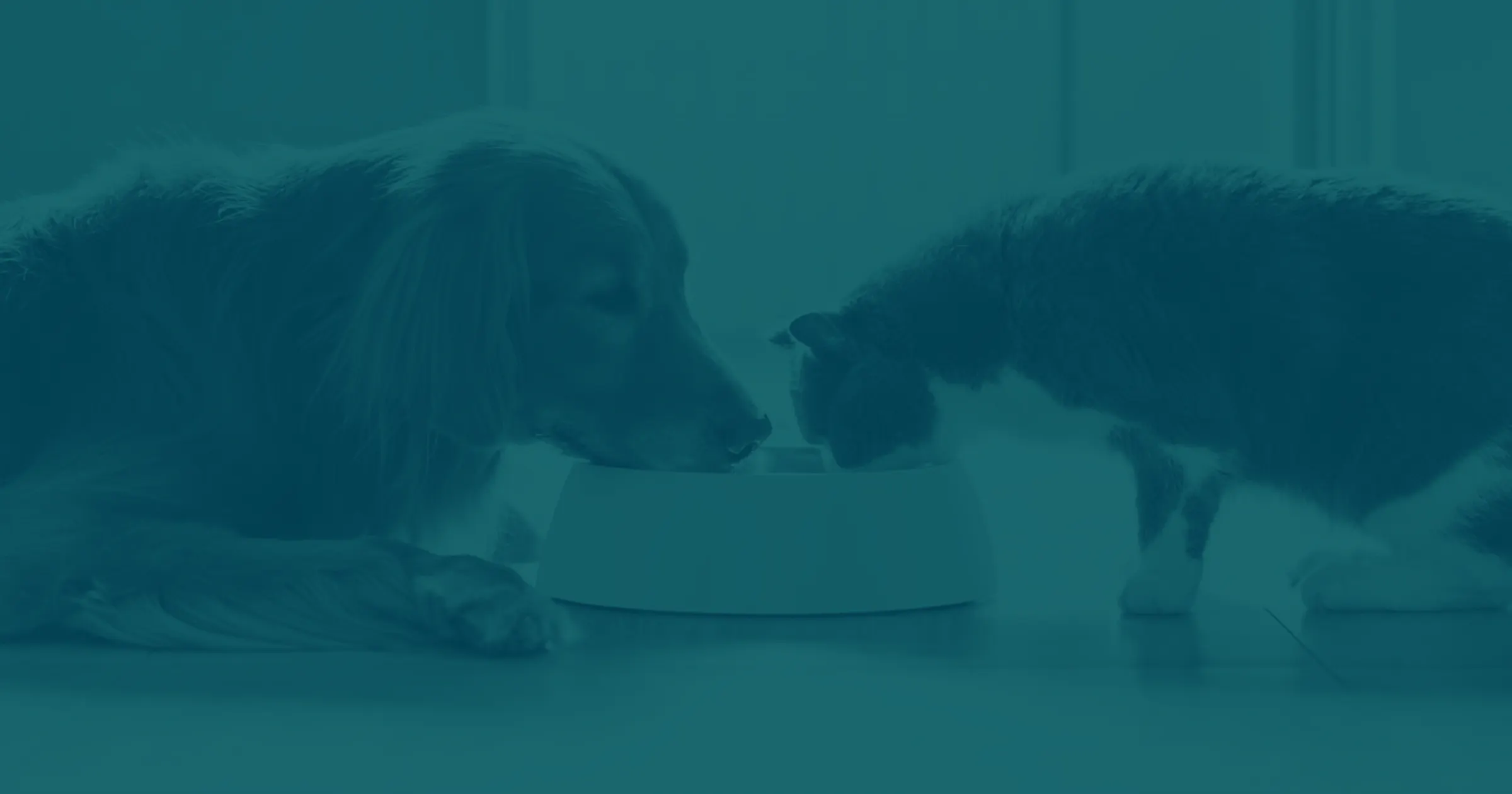 A golden retriever dog and a grey and white cat share a white bowl of food.