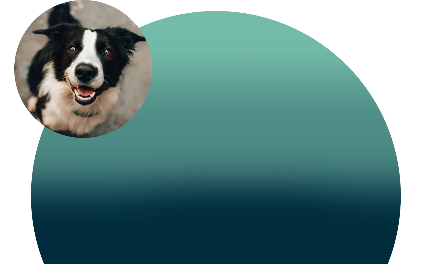 Contact us banner featuring a dog.