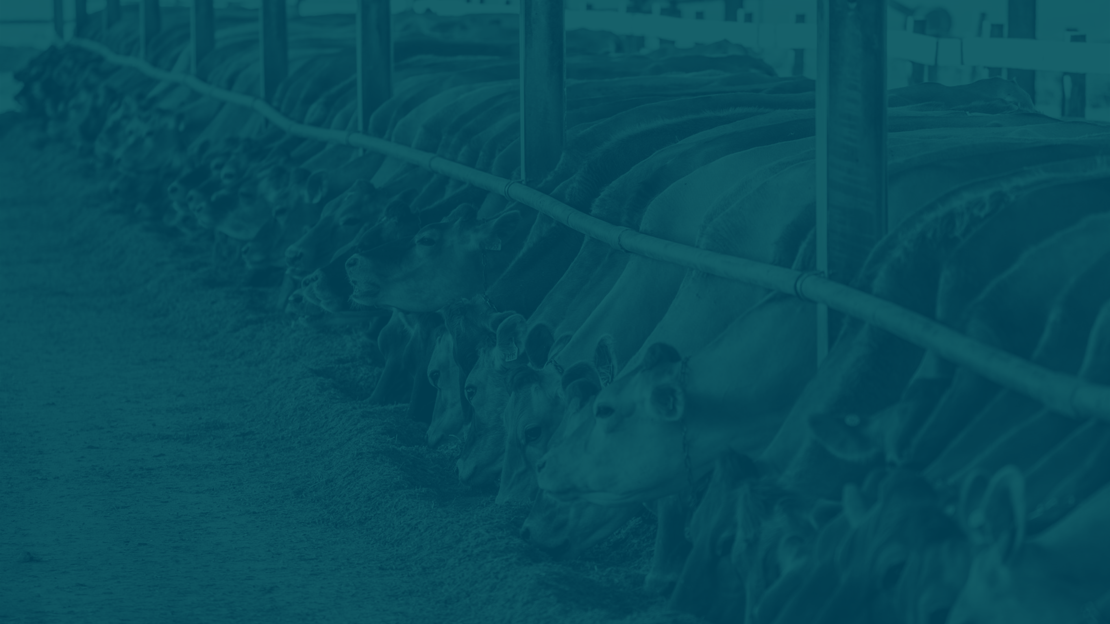 Cows eating from a trough on a farm.