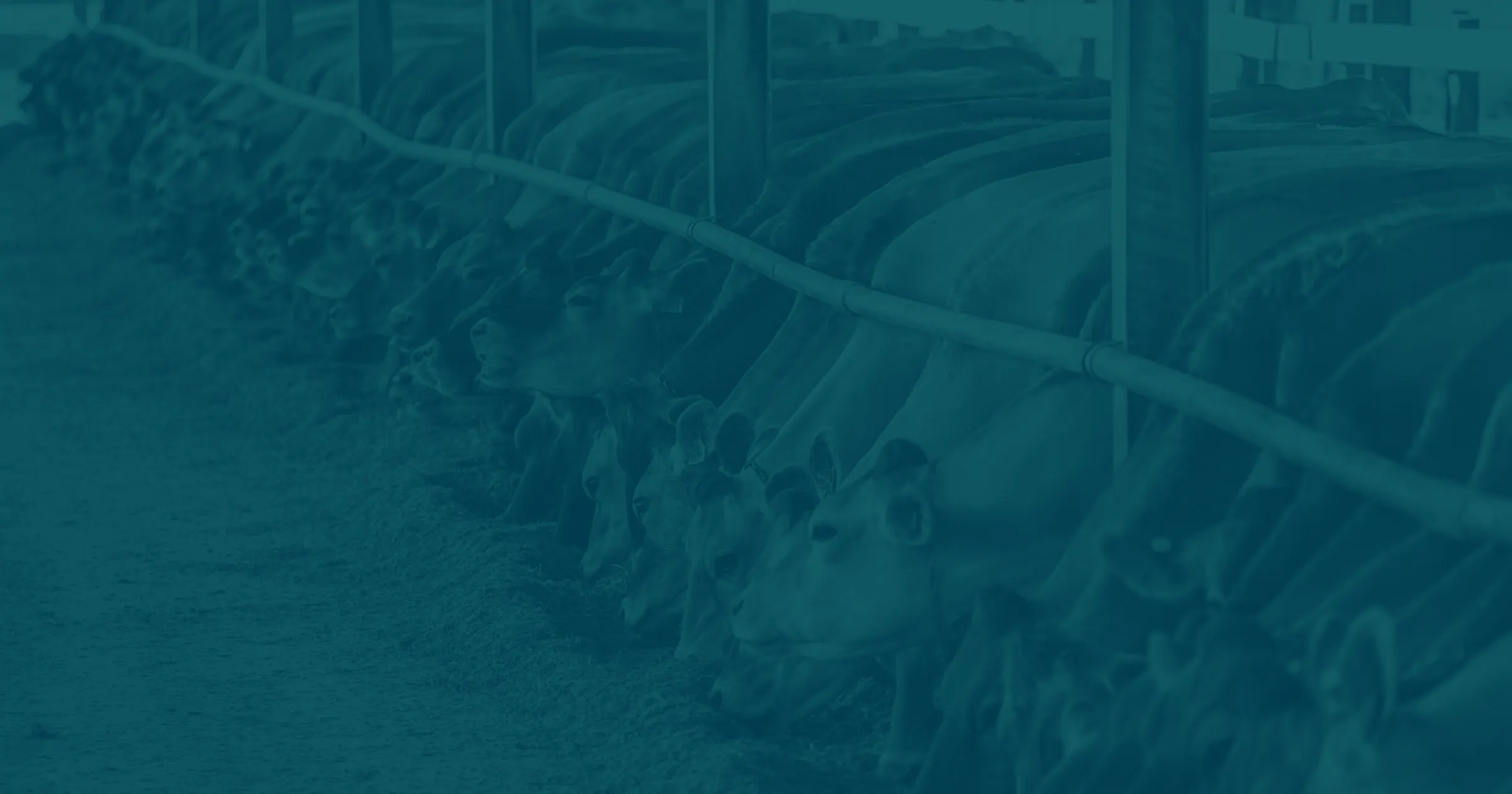 Cows eating from a trough on a farm.