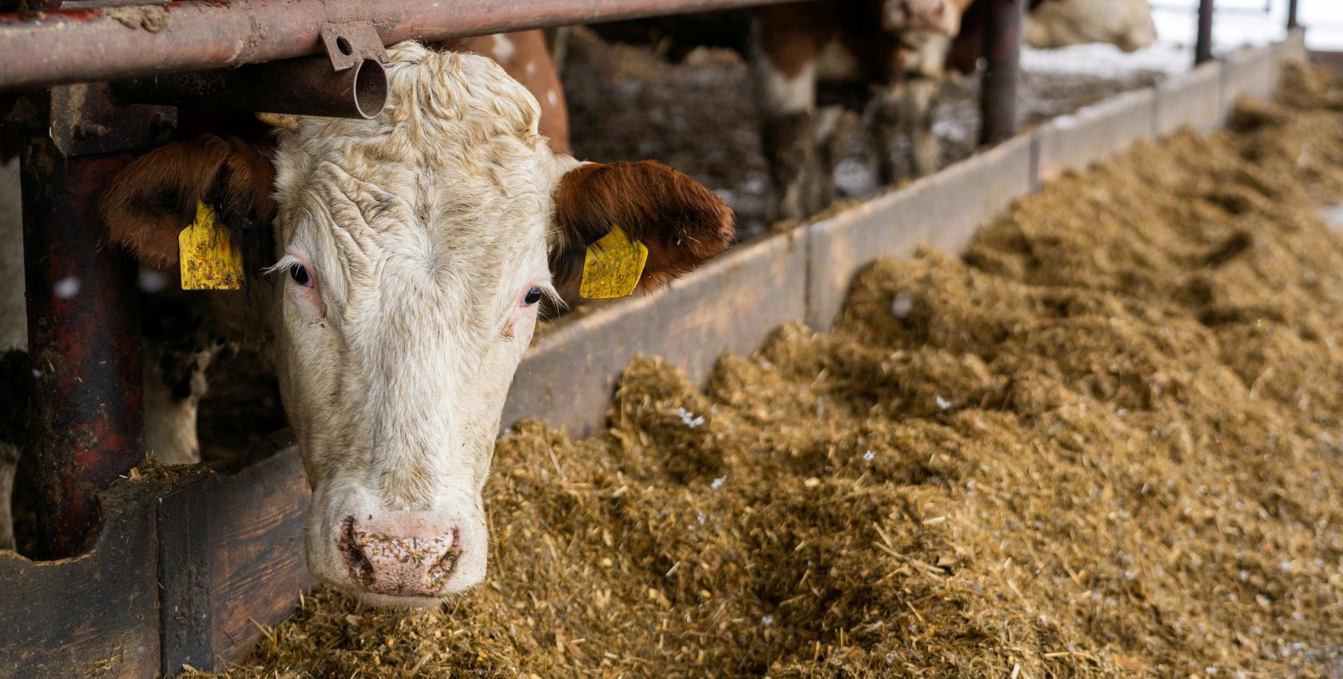 Cow with white face and brown ears looking towards the camera with tagged ears