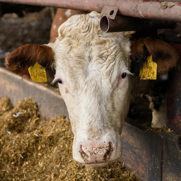 Cow with white face and brown ears looking towards the camera with tagged ears