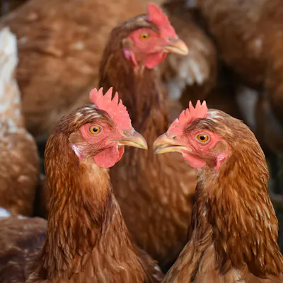 Many brown hens standing together with two face to face