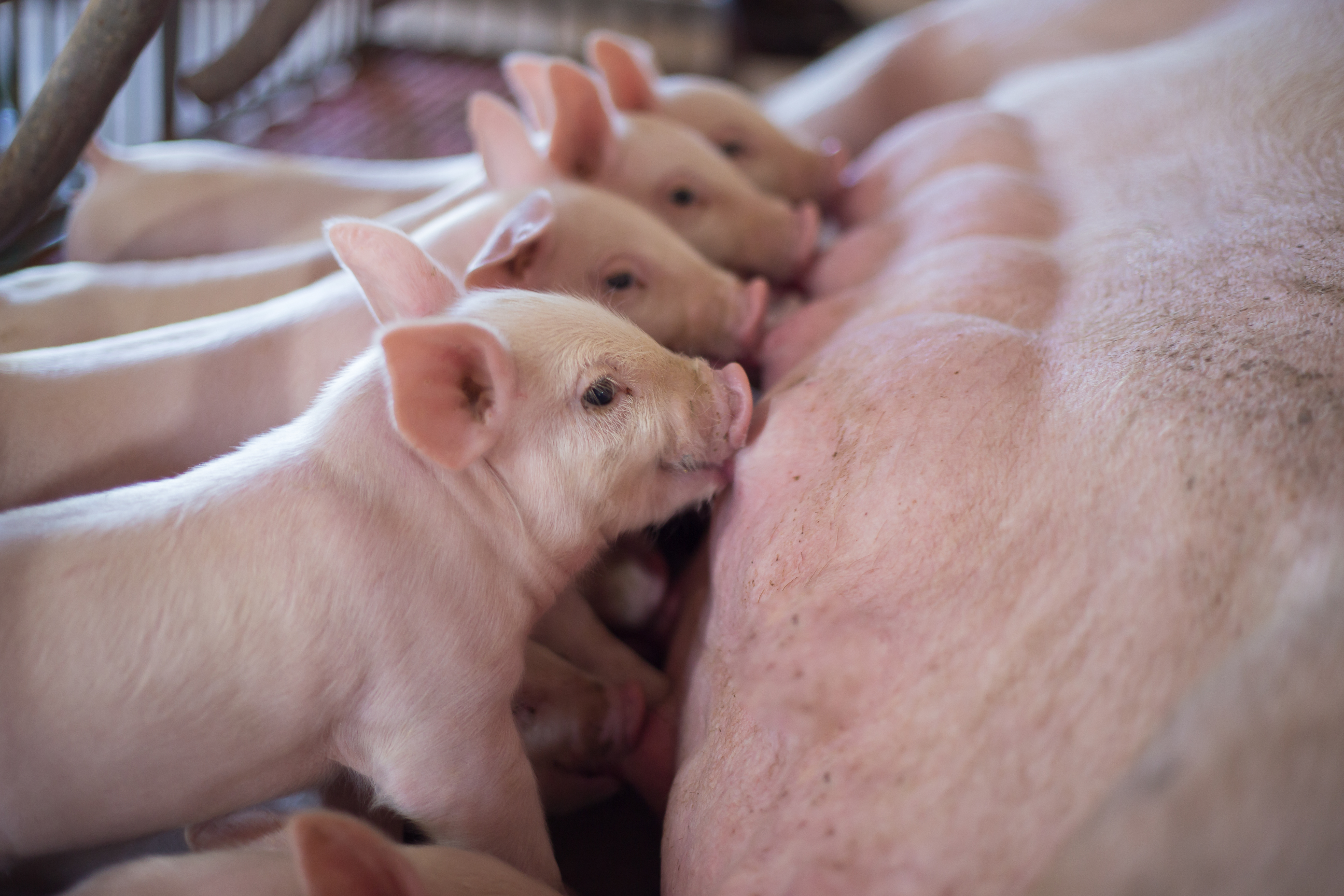 Piglets lined up to suckle from sow