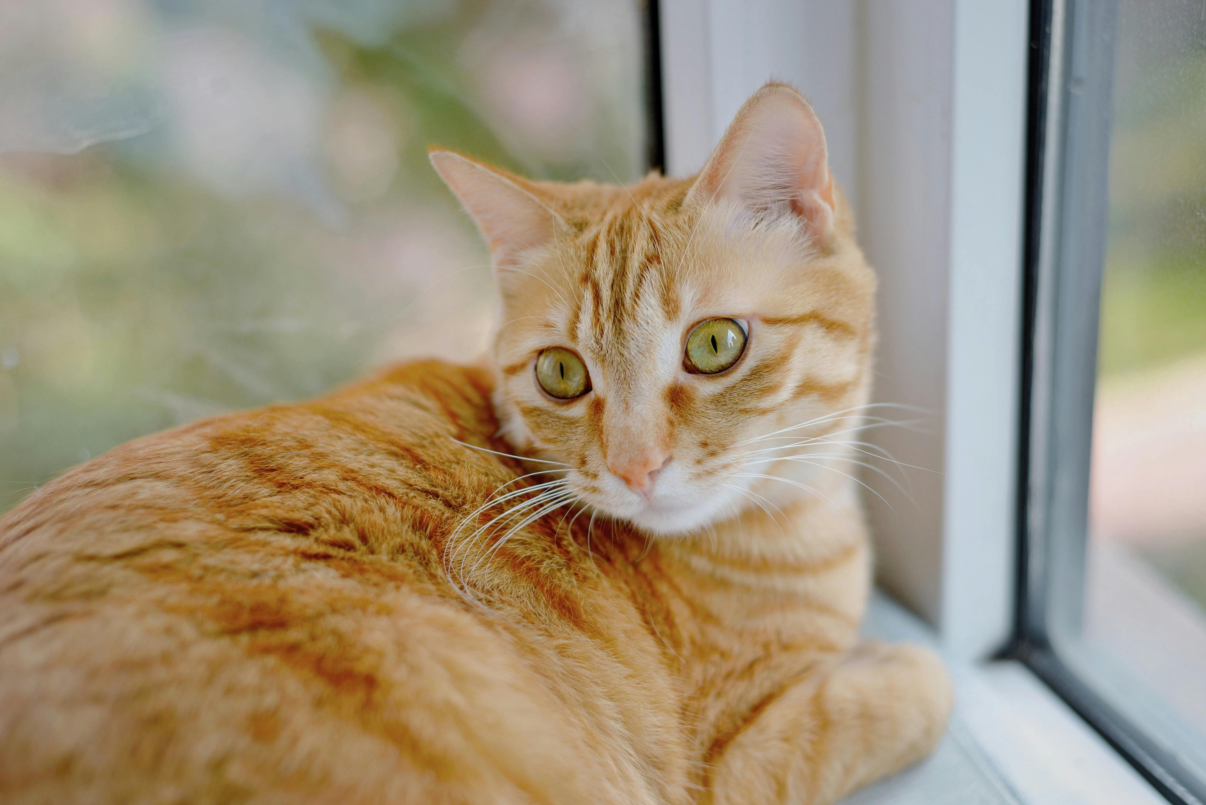 orange cat sitting inside by a window