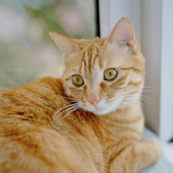 orange cat sitting inside by a window