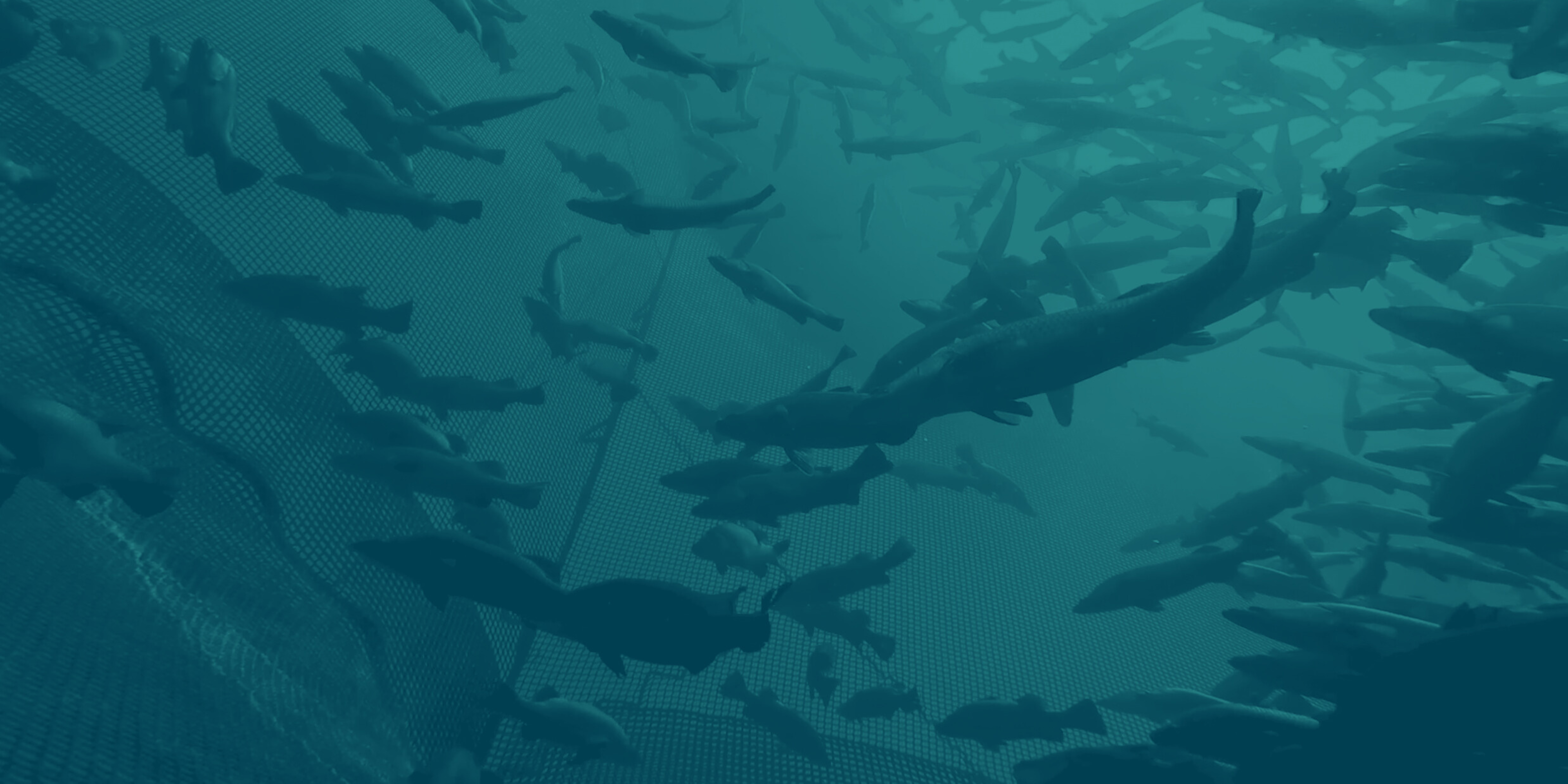 fish circling within a fish farm, perspective is looking up towards the light from underwater