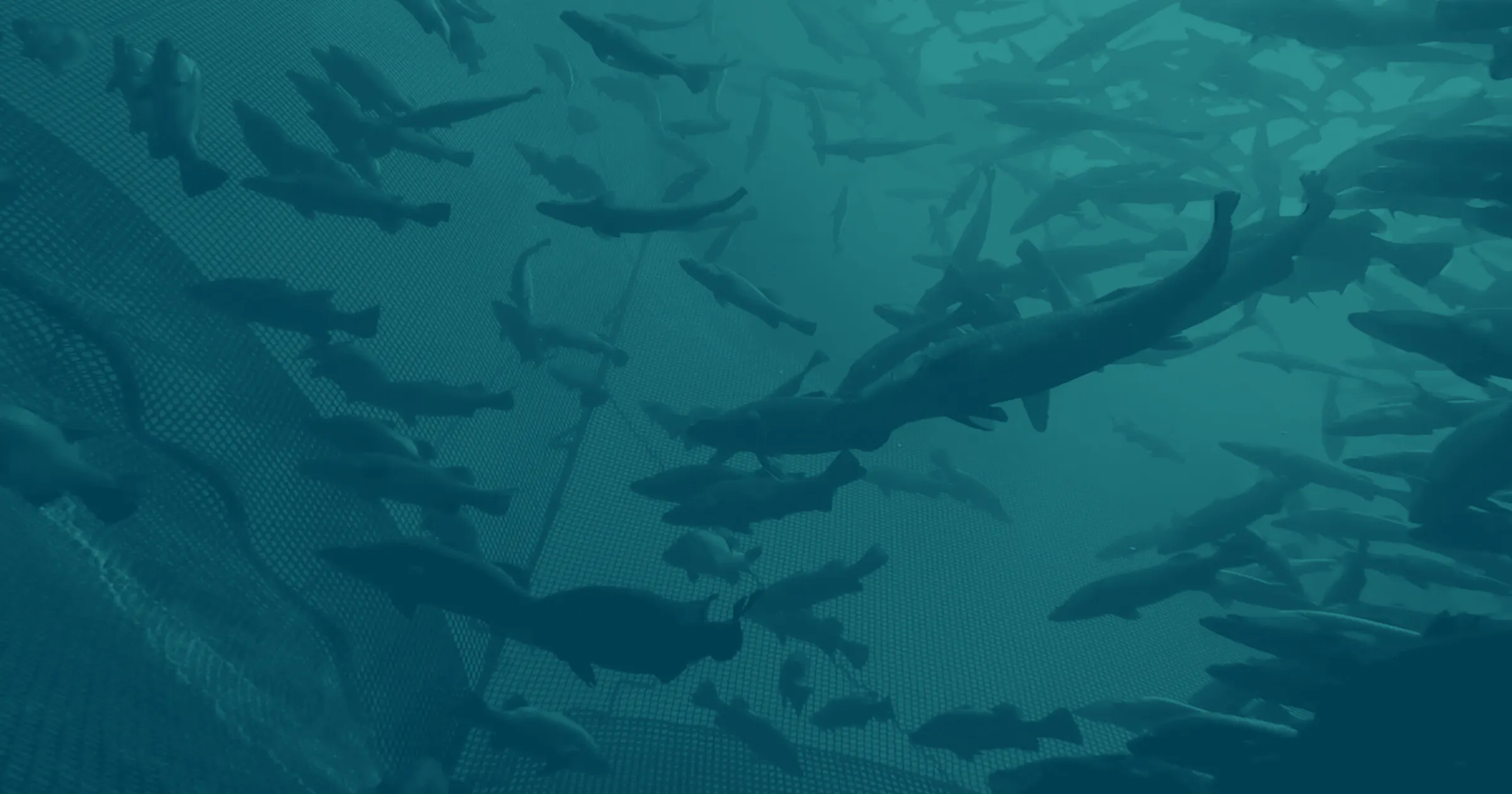 fish circling within a fish farm, perspective is looking up towards the light from underwater