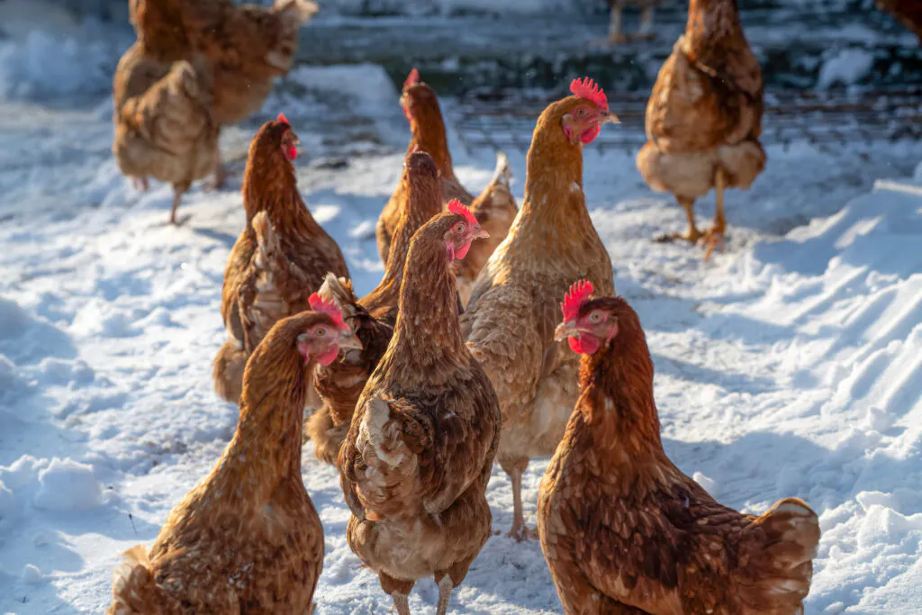 brown chickens milling about on white snow in winter
