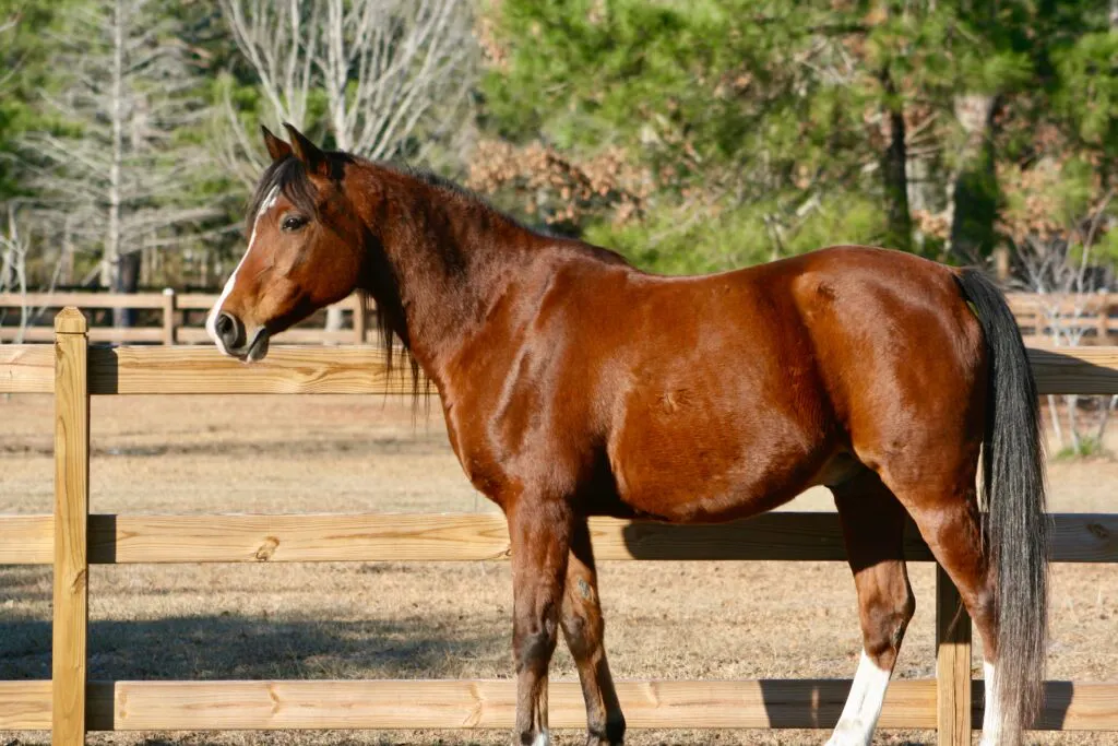 Brown horse standing by wooden fence