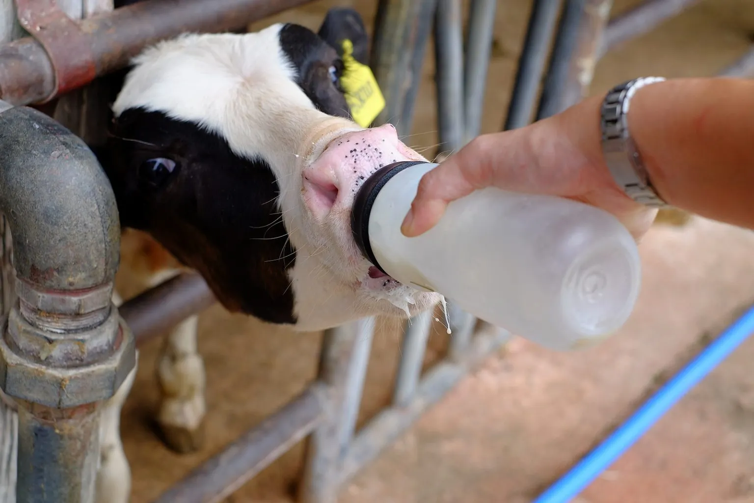 black and white calf drinking milk from a bottle