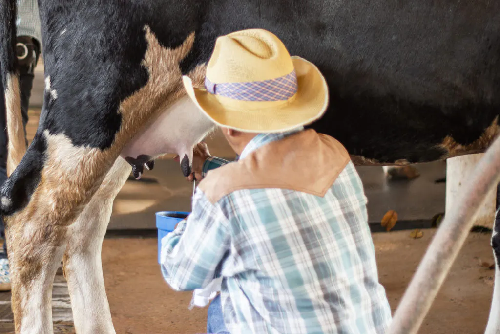 man milking dairy cow by hand