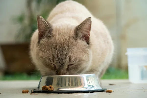 Tan cat eating from metal bowl with eyes closed