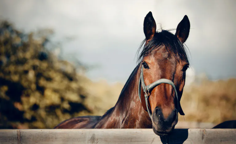 brown horse peeking it's head over a fence