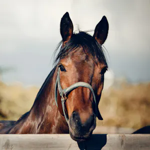 brown horse peeking it's head over a fence