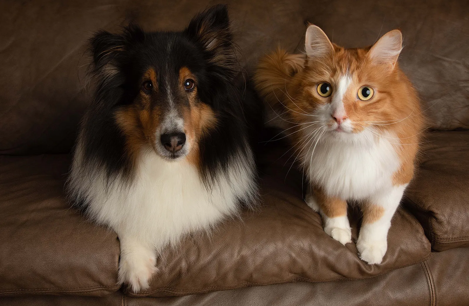 orange cat sitting on sofa next to shetland sheepdog. both are looking at the camera and seem relaxed.