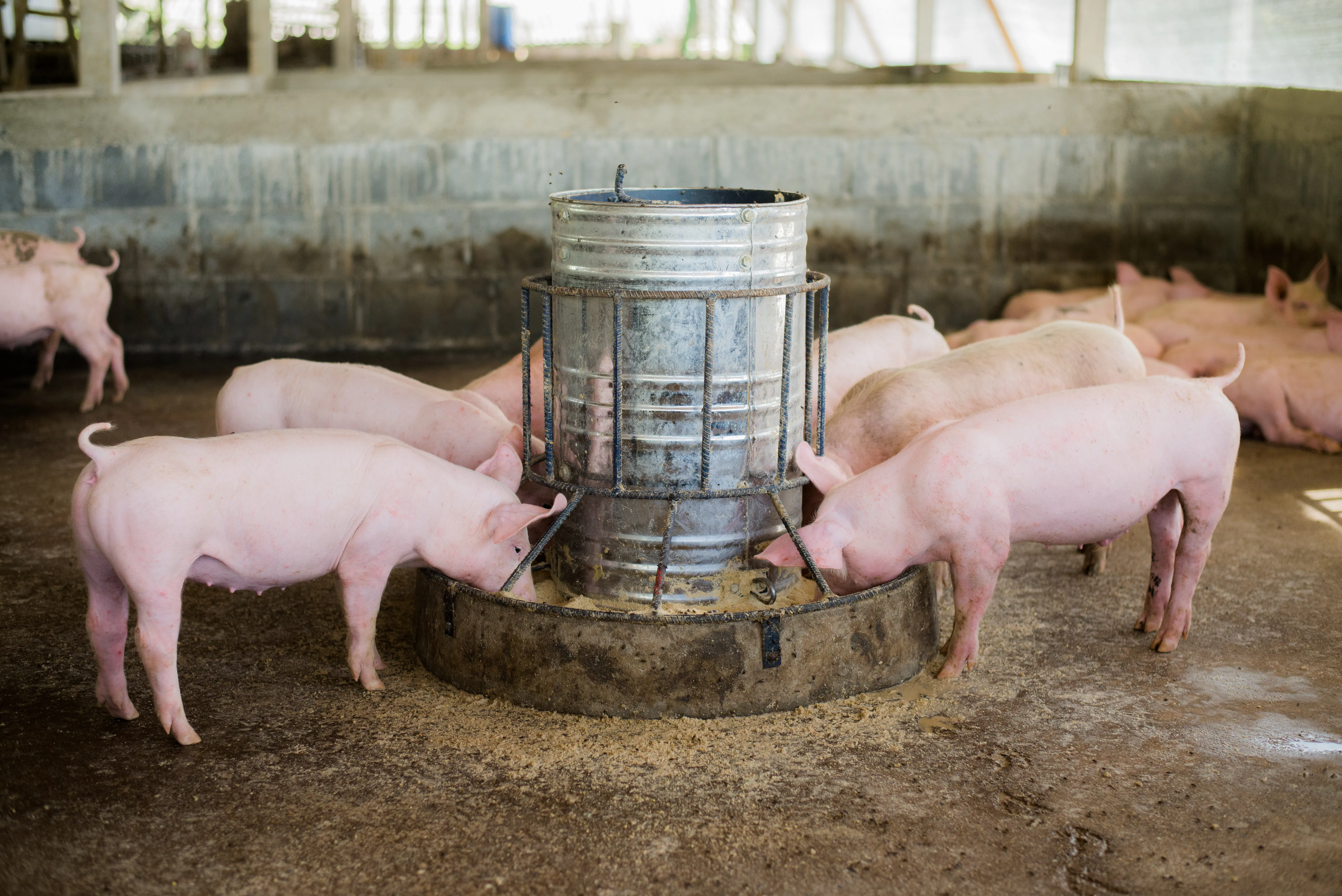 pigs gathered around a feeding trough