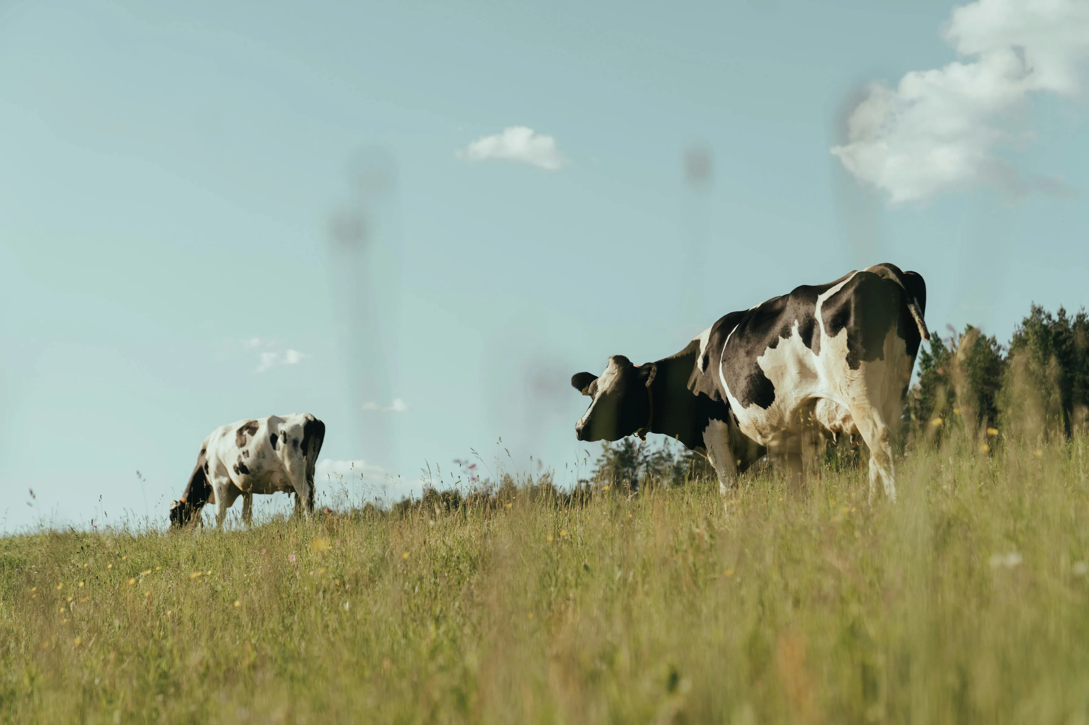 black and white jersey cows grazing in a field against a blue summer sky