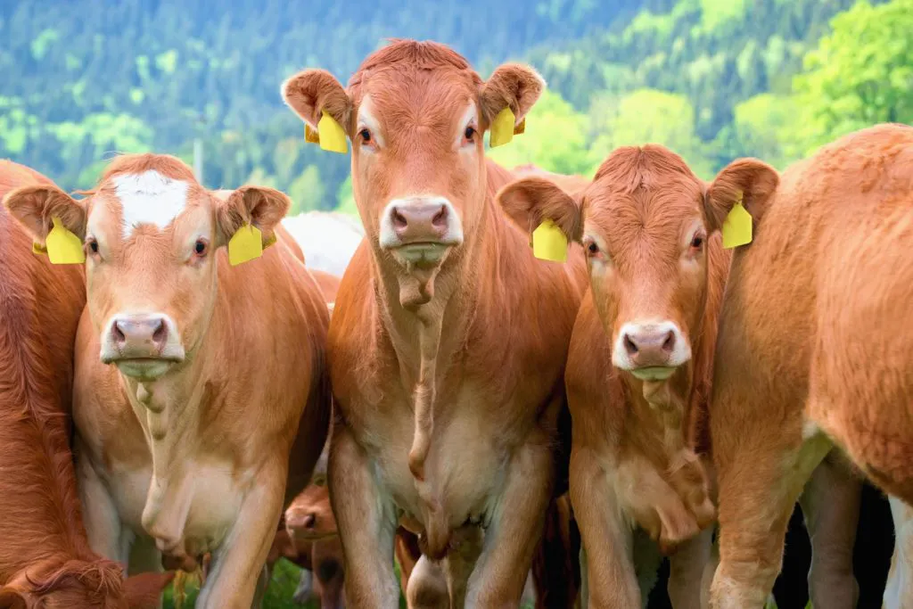 herd of brown cows with yellow ear tags standing close together with lush green vegetation in the background.