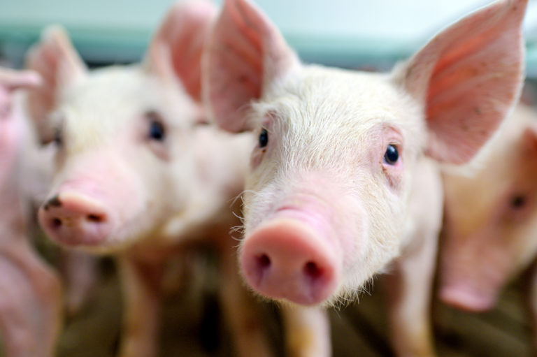 Piglets standing close together looking curious