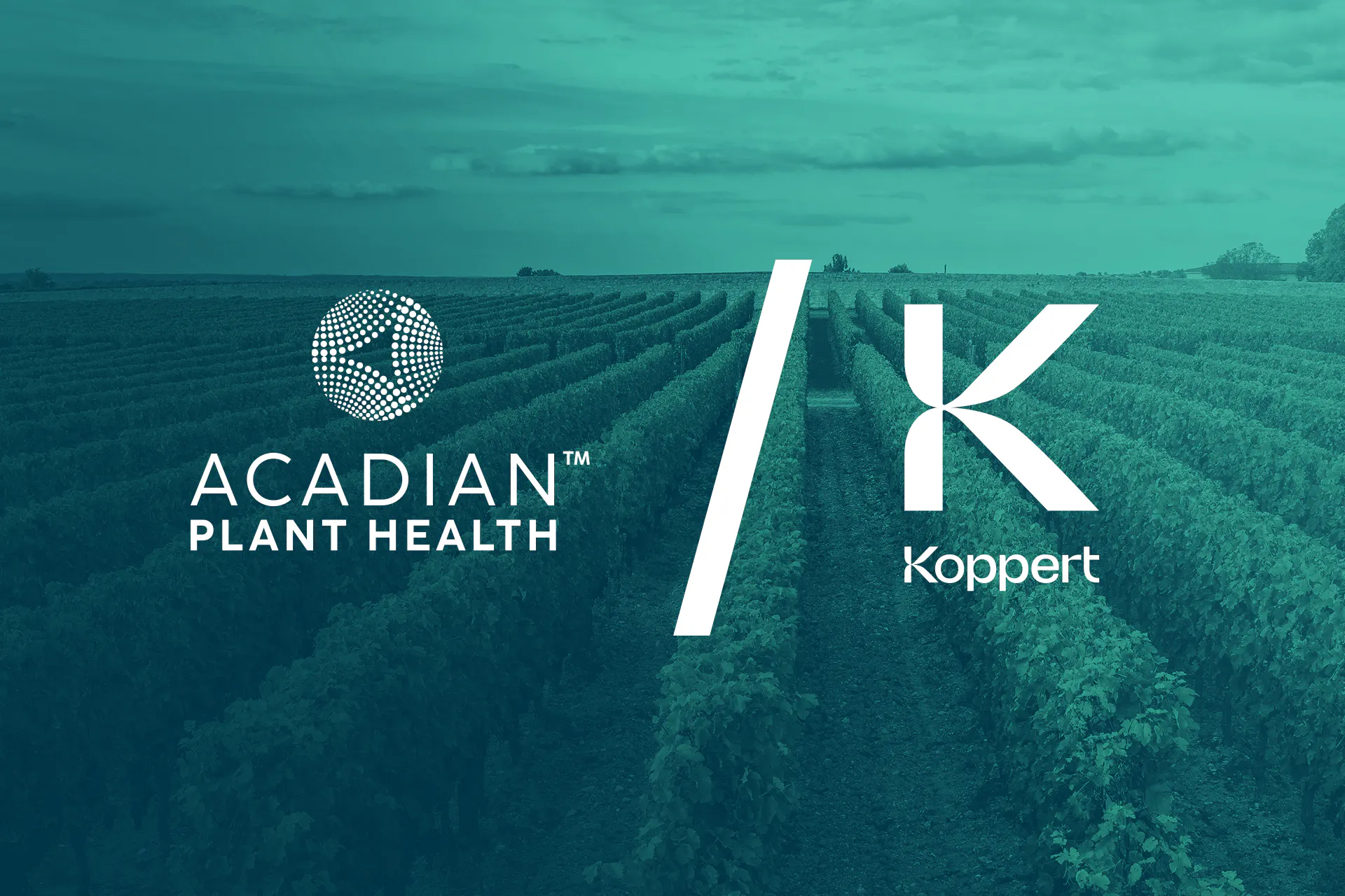 Teal-toned vineyard landscape with the Acadian Plant Health and Koppert logos side by side in white.
