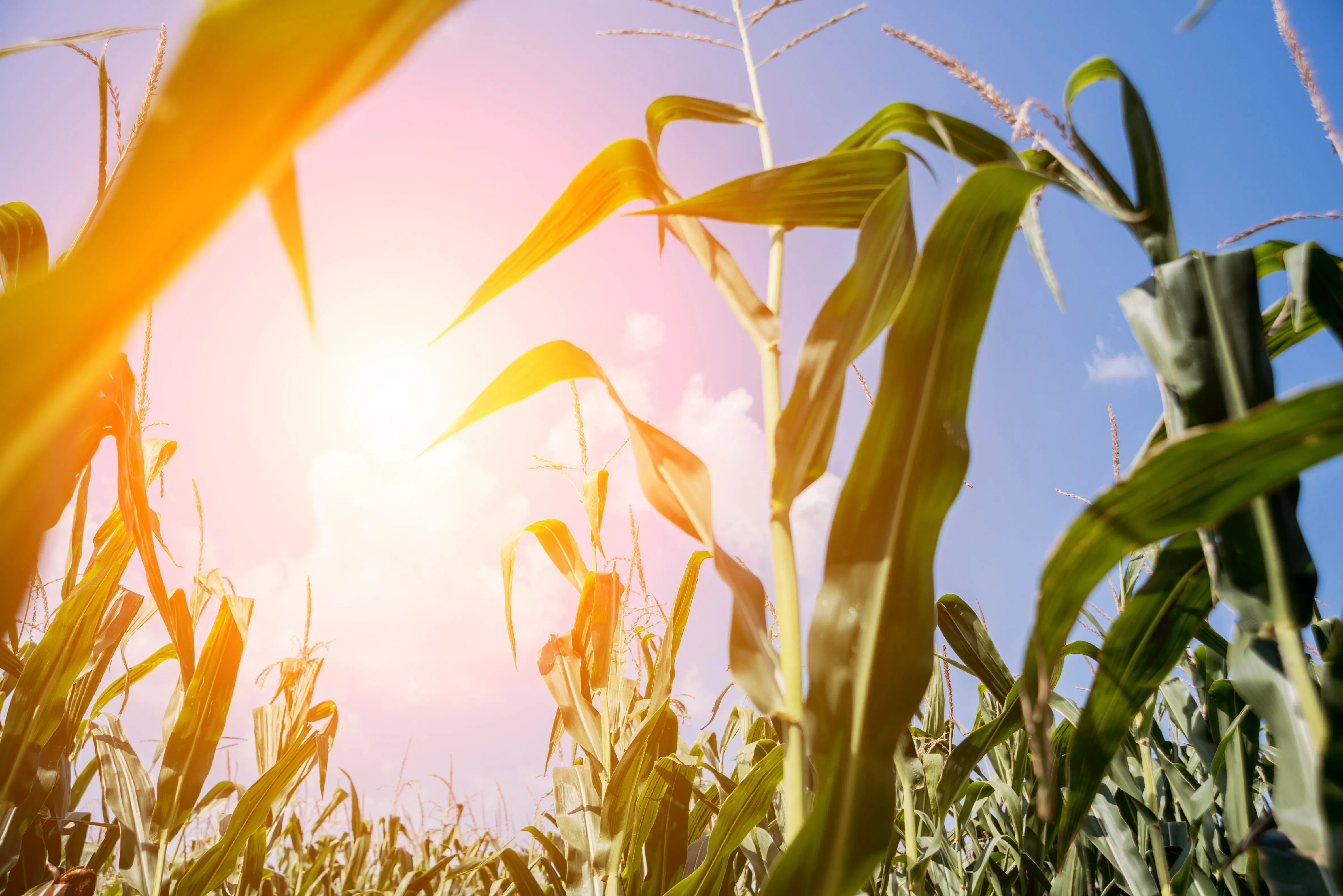hot sun shining through the leaves in a growing cornfield in the summer