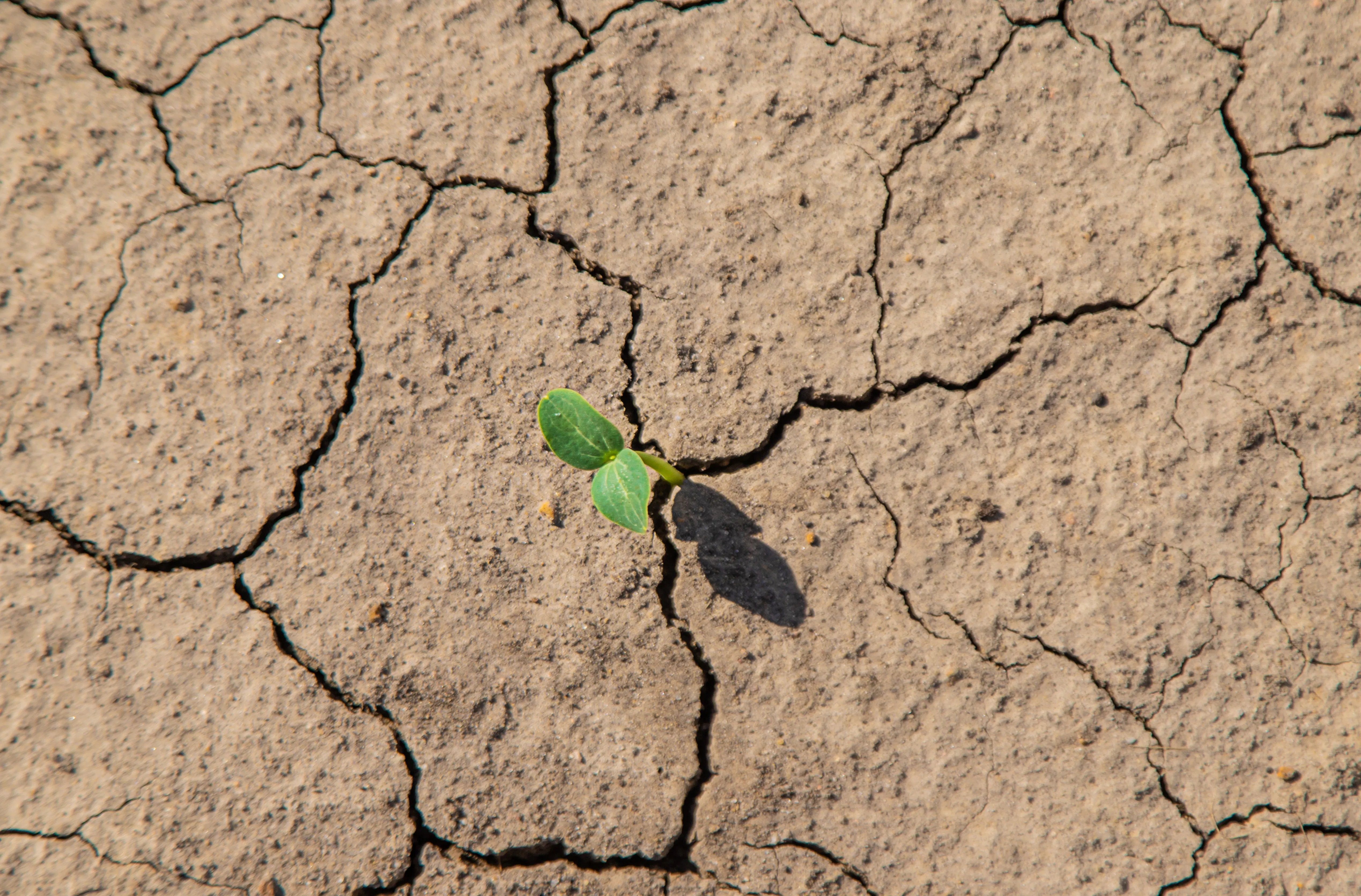 sprout breaking through dry ground