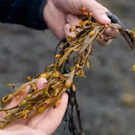 Hands examining Ascophyllum nodosum seaweed